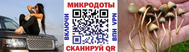 Галлюциногенные грибы Psilocybe  Сычёвка 